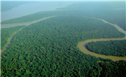 Unveiling the Amazon: The Enigmatic Rainforest Quiz